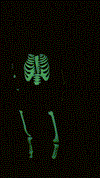 *PRE-ORDER* GLOW IN THE DARK SKELETON JOGGERS